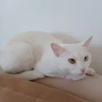 واگذاری گربه غیر رایگان