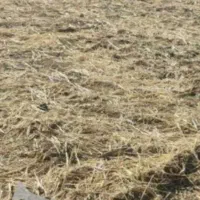 کاه لوبیا و کاه ذرت