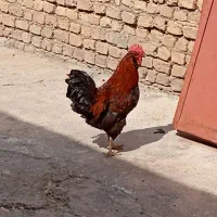 ۳ عدد خوروس