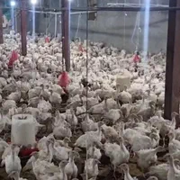 بیوتی فوق سنگین جوجه بوقلمون|حیوانات مزرعه|بیرجند, |دیوار