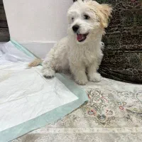 توله ۳ماهه