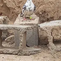 صید فروشی|پرنده|خواف, |دیوار