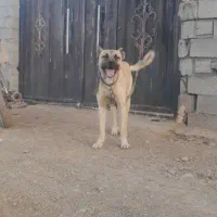 سگ سرابی ۱۷ ماهه