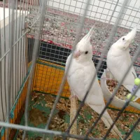 عروس هلندی البینو با تخم