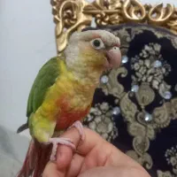 گرینچیک نر اناناسی