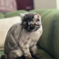 فروش پت