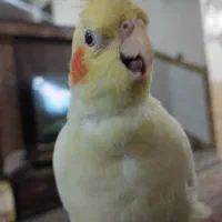 عروس هلندی لوتینو