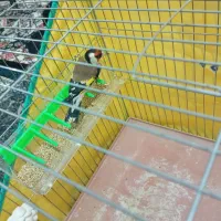 سهره نر اتو کشیده