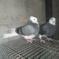 کبوتر|پرنده|میناب, |دیوار