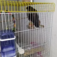 مرغ مینا سخنگو|پرنده|بندرعباس, |دیوار