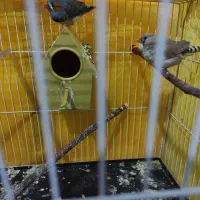 پرنده|پرنده|بردسکن, |دیوار