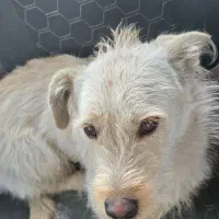 واگذاری سگ|سگ|شیراز, بریجستون|دیوار