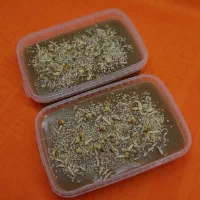 کاچی اصیل مغزدار با کره و نبات و پر از ادویه