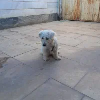 سگ شیتزو|سگ|خرم‌آباد, |دیوار