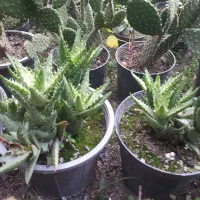 فروش گل|گل و گیاه طبیعی|گرگان, |دیوار