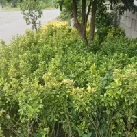 شمشادطلایی