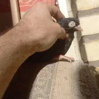 کبوتر زاغ آبادانی|پرنده|اهواز, کوی رمضان|دیوار