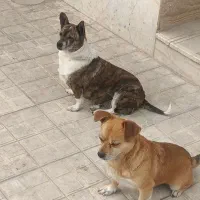 یک جفت سگ پاکوتاه|سگ|شیروان (خراسان), |دیوار