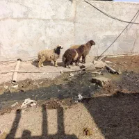 بز گوسفند|حیوانات مزرعه|بندر ماهشهر, |دیوار