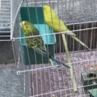یک جفت مرغ عشق
