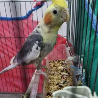 دو پرنده طوطی عروس سخنگو با قفس|پرنده|کوچصفهان, |دیوار