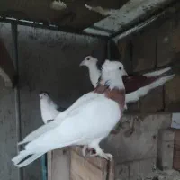 کبوتر طوقی