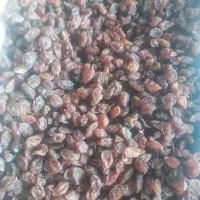 کشمش افتابی سایه خشک مویز شیراز شیره انگور شیرخرما|خوردنی و آشامیدنی|تهران, میدان میوه و ترهبار مرکزی|دیوار