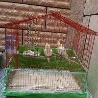 عروس هلندی|پرنده|ارسنجان, |دیوار
