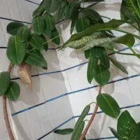 گل های زیبا|گل و گیاه طبیعی|یاسوج, |دیوار