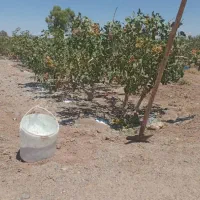 فروش 16ساعت آب به همراه چهار هکتار زمین پسته