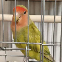 کوتوله برزیلی صورت هلویی