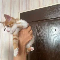 واگذاری رایگان گربه|گربه|کرمان, |دیوار