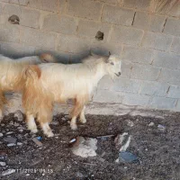 عالی‌درجه‌یک|حیوانات مزرعه|جم, |دیوار