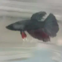 ماهی فایتر نر و ماده