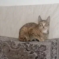 یک گربه مهربان ودوست داشتنی با بجه اش واگذار میشه