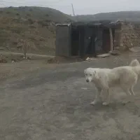 سگ گوسفندی|سگ|بجنورد, |دیوار