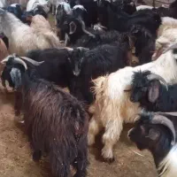 ۲۳۰ عدد بزغاله نر|حیوانات مزرعه|بستان آباد, |دیوار