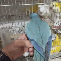 جوجه راهب آبی ۴ ماهه
