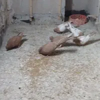 ۶تا رنگه عروسک همه کاکلی