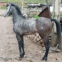 فروش اسب مادیان