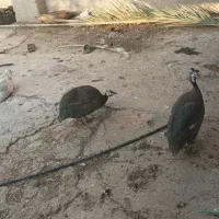 ۶جفت اوردک روسی کاکول دار به شرط سالم و تخم گذار|حیوانات مزرعه|چمران, |دیوار