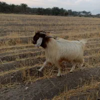 دوتا نری قاچ فاریاب