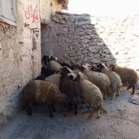 گوسفند|حیوانات مزرعه|امام, |دیوار