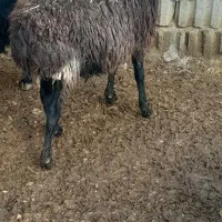 کهره میش بره دار بره سبک ومیش چاق وبز چاق پروار|حیوانات مزرعه|مرودشت, ده بید|دیوار