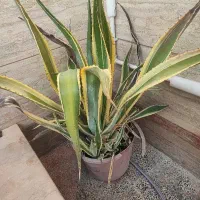 آگاو زیبا|گل و گیاه طبیعی|پیر بکران, |دیوار