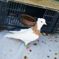 طوقی زرد خال سیاه معاوضه با دم سفید