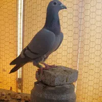 پلاکی.وکبوتر|پرنده|شهرکرد, |دیوار