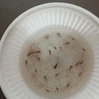 بچه گوپی|ماهی|مشهد, ادیب نیشابوری (شهرک غرب)|دیوار