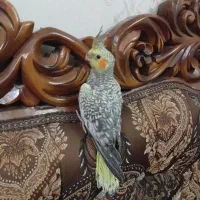 جوجه عروس هلندی