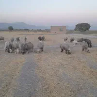 میش بختیاری|حیوانات مزرعه|شیراز, میانرود|دیوار